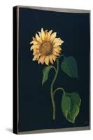 Sunflower-Mary Granville Delany-Stretched Canvas