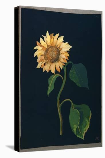 Sunflower-Mary Granville Delany-Stretched Canvas