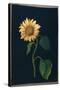 Sunflower-Mary Granville Delany-Stretched Canvas