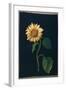 Sunflower-Mary Granville Delany-Framed Giclee Print