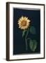 Sunflower-Mary Granville Delany-Framed Giclee Print