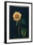 Sunflower-Mary Granville Delany-Framed Giclee Print