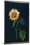 Sunflower-Mary Granville Delany-Mounted Giclee Print