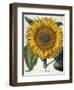 Sunflower-null-Framed Giclee Print