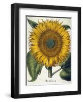 Sunflower-null-Framed Giclee Print