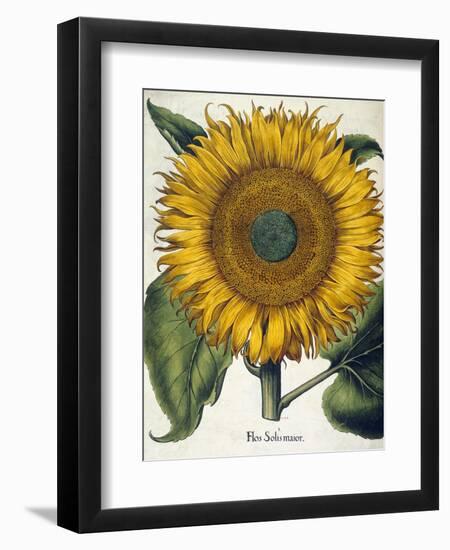 Sunflower-null-Framed Giclee Print