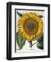 Sunflower-null-Framed Giclee Print