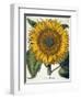 Sunflower-null-Framed Giclee Print