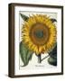 Sunflower-null-Framed Giclee Print