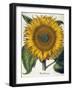 Sunflower-null-Framed Giclee Print