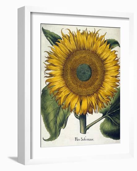 Sunflower-null-Framed Giclee Print