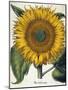 Sunflower-null-Mounted Giclee Print