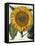 Sunflower-null-Framed Stretched Canvas