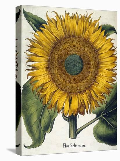 Sunflower-null-Stretched Canvas