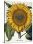 Sunflower-null-Stretched Canvas