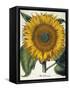 Sunflower-null-Framed Stretched Canvas