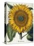 Sunflower-null-Stretched Canvas