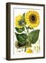 Sunflower-John Miller-Framed Premium Giclee Print