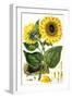 Sunflower-John Miller-Framed Premium Giclee Print