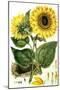 Sunflower-John Miller-Mounted Premium Giclee Print