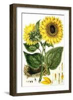 Sunflower-John Miller-Framed Giclee Print