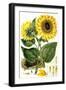 Sunflower-John Miller-Framed Giclee Print