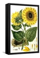 Sunflower-John Miller-Framed Stretched Canvas