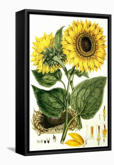 Sunflower-John Miller-Framed Stretched Canvas