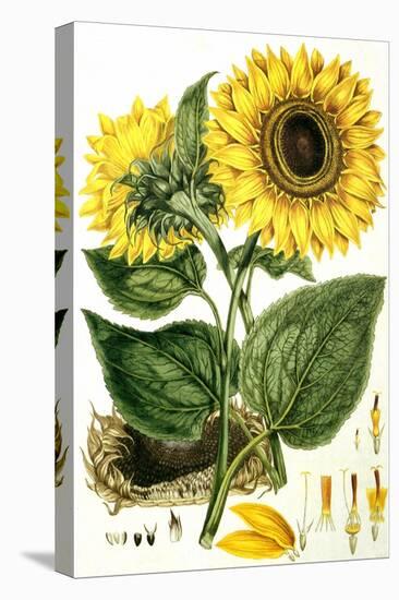 Sunflower-John Miller-Stretched Canvas