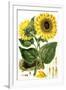 Sunflower-John Miller-Framed Giclee Print