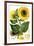 Sunflower-John Miller-Framed Giclee Print