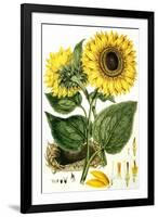 Sunflower-John Miller-Framed Giclee Print