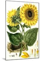 Sunflower-John Miller-Mounted Giclee Print