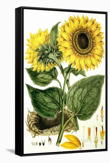 Sunflower-John Miller-Framed Stretched Canvas