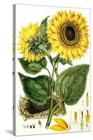 Sunflower-John Miller-Stretched Canvas