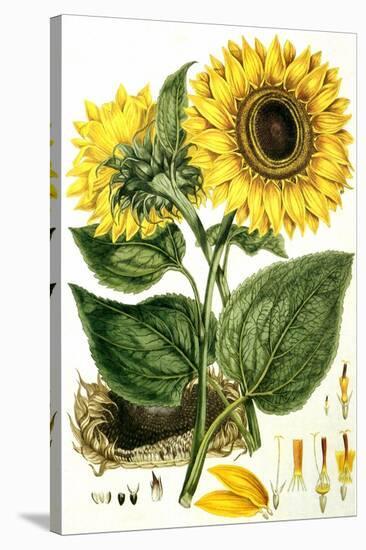 Sunflower-John Miller-Stretched Canvas