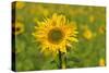 Sunflower-Cora Niele-Stretched Canvas