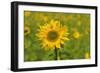 Sunflower-Cora Niele-Framed Giclee Print