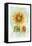 Sunflower-Maria Trad-Framed Stretched Canvas