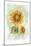 Sunflower-Maria Trad-Mounted Giclee Print