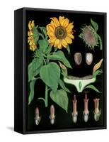 Sunflower-null-Framed Stretched Canvas