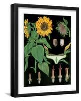 Sunflower-null-Framed Giclee Print