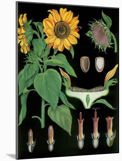 Sunflower-null-Mounted Giclee Print