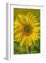 Sunflower-Cora Niele-Framed Giclee Print