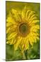 Sunflower-Cora Niele-Mounted Giclee Print