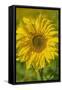 Sunflower-Cora Niele-Framed Stretched Canvas
