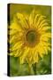 Sunflower-Cora Niele-Stretched Canvas