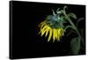 Sunflower-Heidi Westum-Framed Stretched Canvas