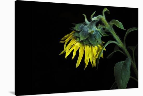 Sunflower-Heidi Westum-Stretched Canvas