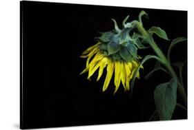 Sunflower-Heidi Westum-Stretched Canvas